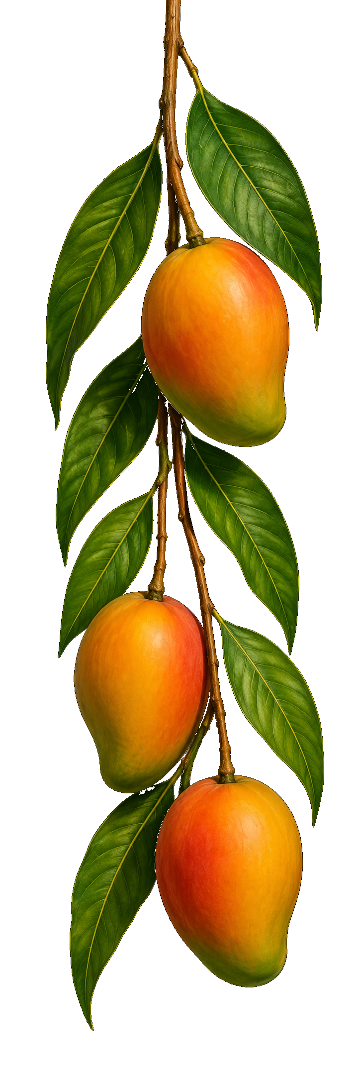 Mango Decoration